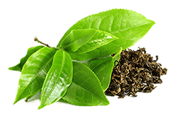 Estratto secco di foglie di tè verde