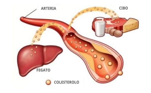 sintesi del colesterolo