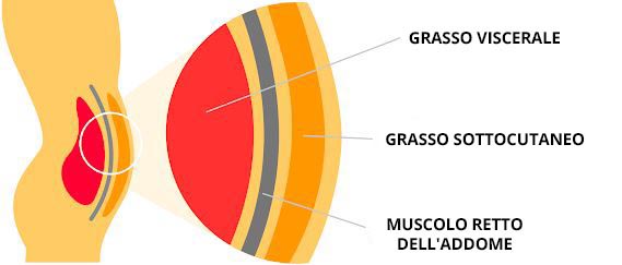 il grasso addominale è pericoloso