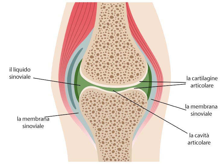 come sono fatte le articolazioni