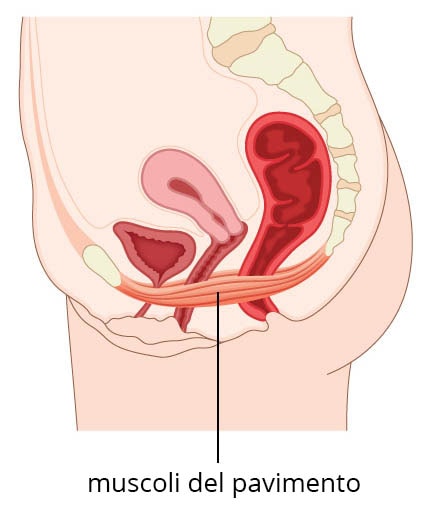 muscoli del pavimento pelvico