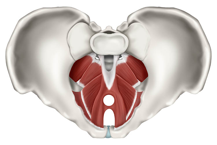 pavimento pelvico