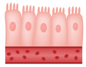 Mucosa intestinale sana