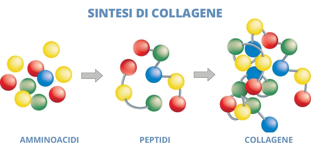 Sintesi del collagene